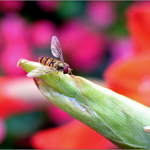 hoverfly