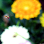 hoverfly